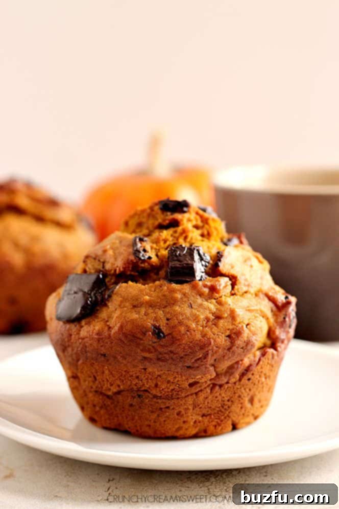 Close-up of a jumbo pumpkin muffin revealing generous dark chocolate chunks embedded in the moist pumpkin-spiced crumb.