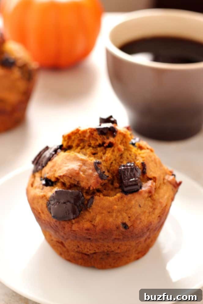 Large pumpkin jumbo muffins with chocolate chunks.