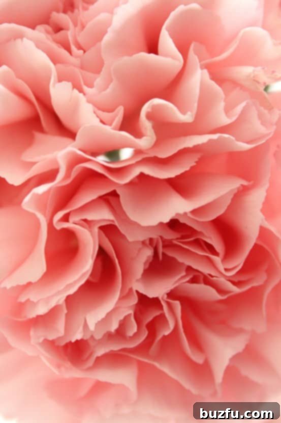 Pink blush carnations in a vase