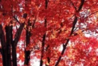 Tuesday Tidbits and Treasures